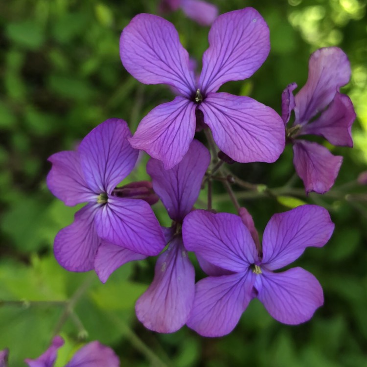plant image 671018