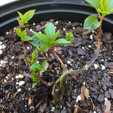 Actinidia deliciosa  syn. Actinidia chinensis var. deliciosa