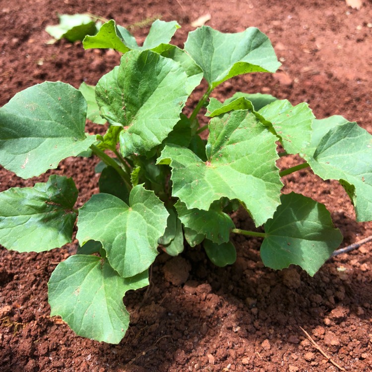 plant image 691784