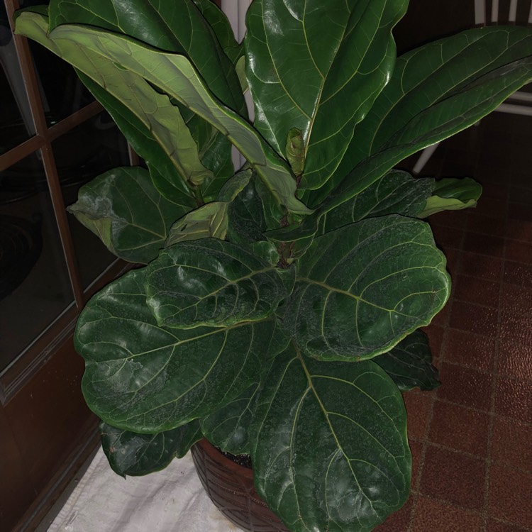 plant image 695045