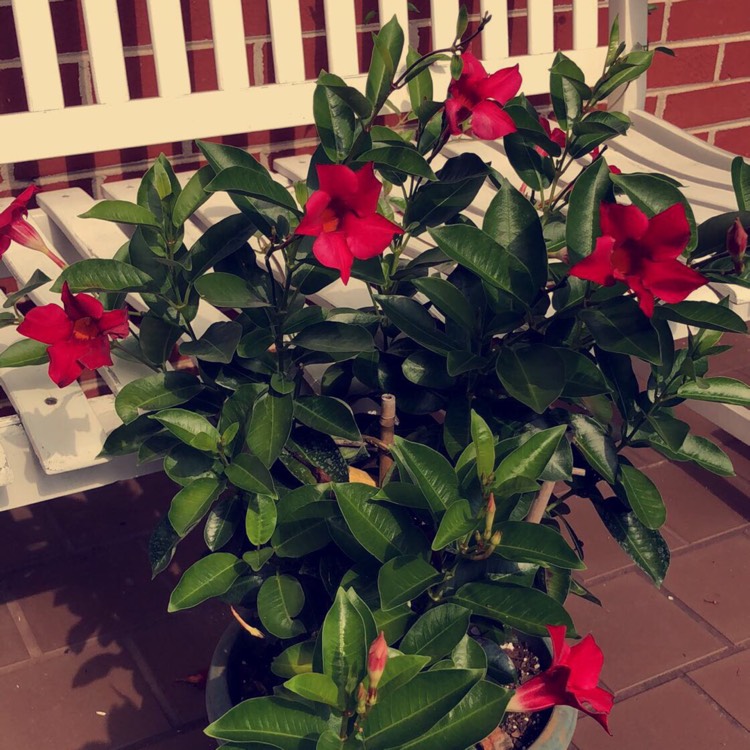Plant image Mandevilla sanderi 'Firestorm'