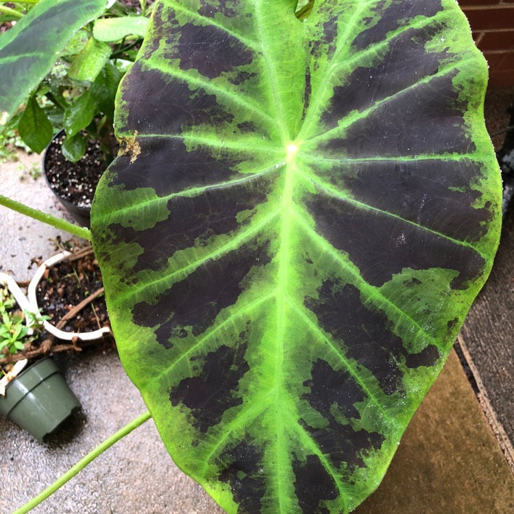 Plant image Colocasia esculenta 'Black Beauty'