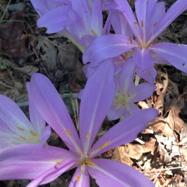 Colchicum autumnale