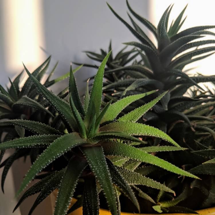 Plant image Haworthiopsis attenuata var. radula syn. Haworthia attenuata var. radula, Haworthia radula