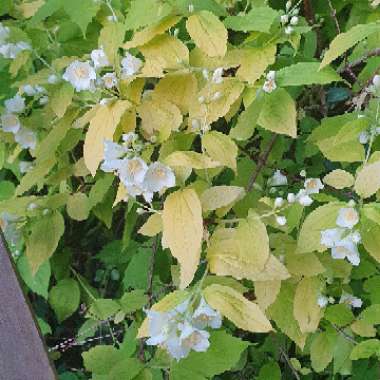 Philadelphus coronarius 'Aureus'