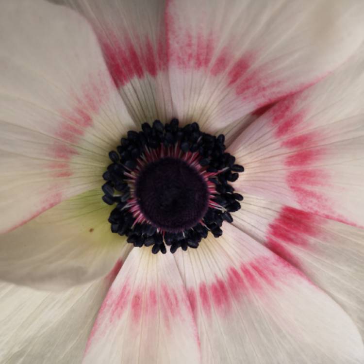 plant image 1018609 plant image 1018609