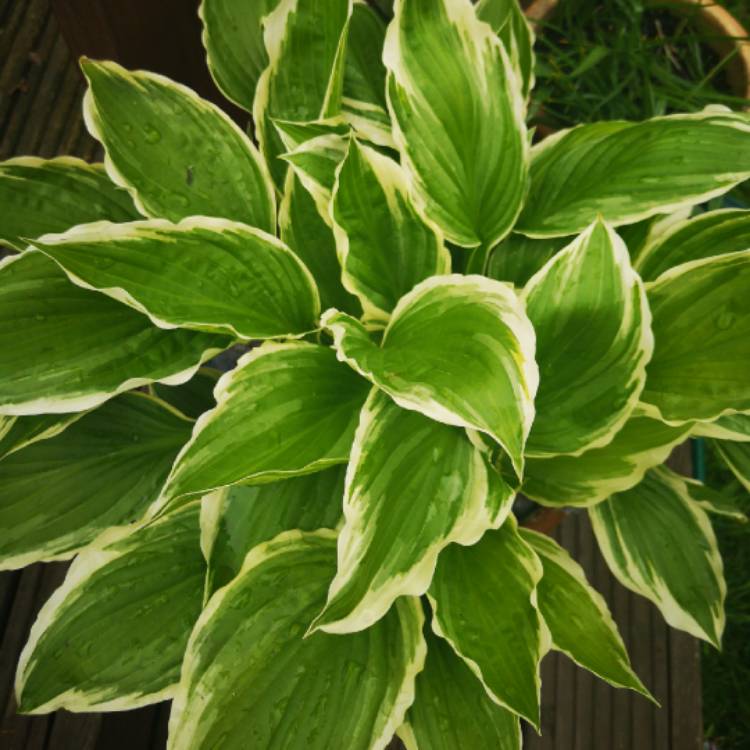 plant image 1018698 plant image 1018698