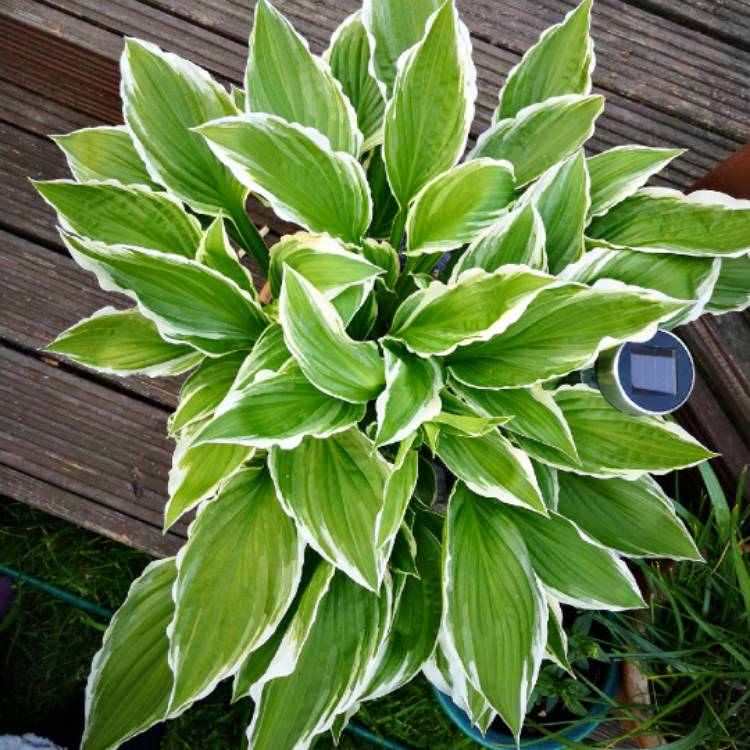 plant image 1029407 plant image 1029407