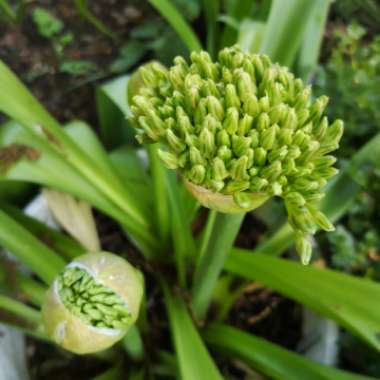 Allium schubertii