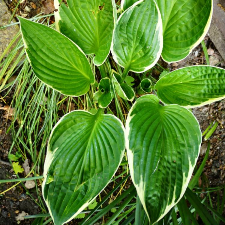 plant image 1042887 plant image 1042887
