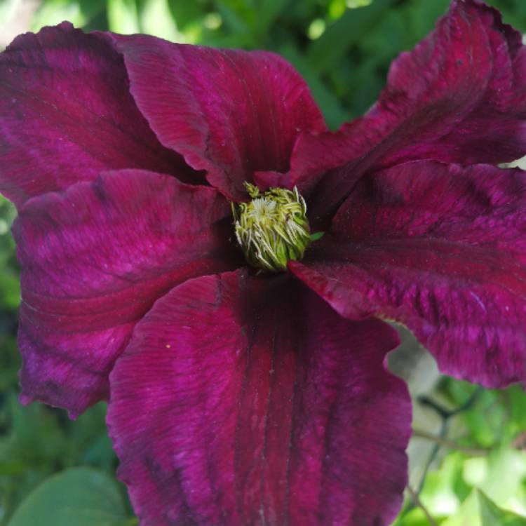 plant image 1051484 plant image 1051484
