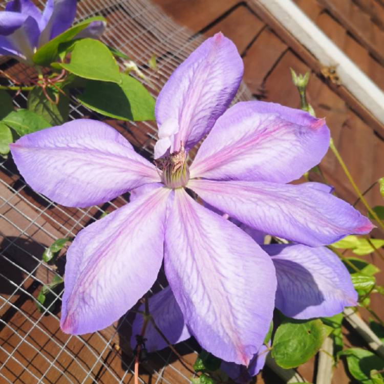 plant image 1051485 plant image 1051485