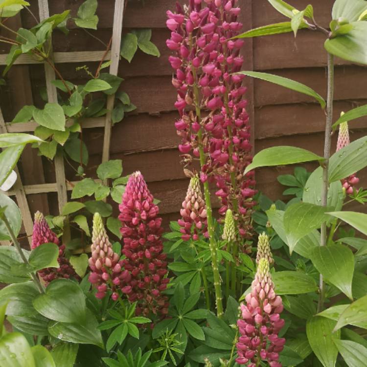 Plant image Lupinus polyphyllus 'Lupini Red'