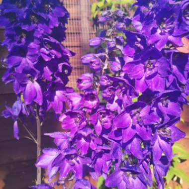 Delphinium  'Magic Fountains Dark Blue Dark Bee'