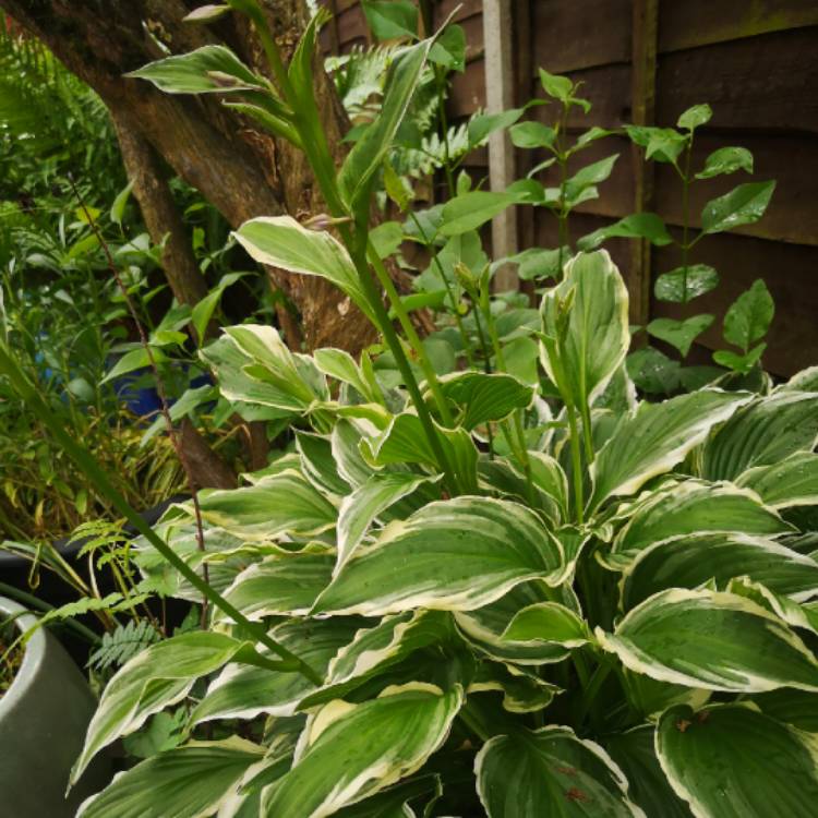 plant image 1074619 plant image 1074619