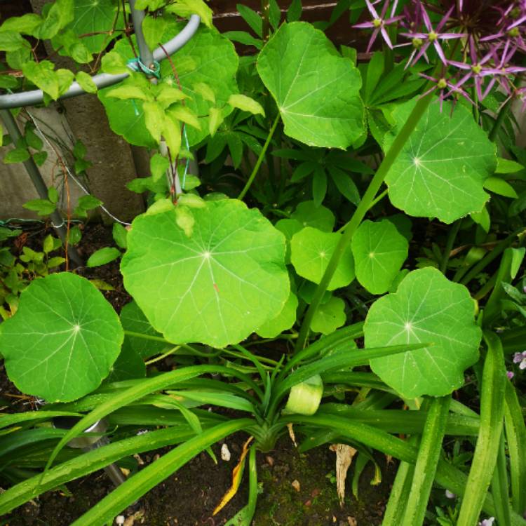 plant image 1074622 plant image 1074622