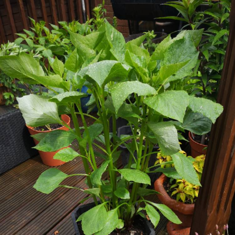 plant image 1078370 plant image 1078370