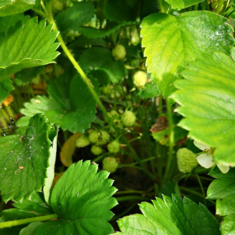 plant image 1087287 plant image 1087287