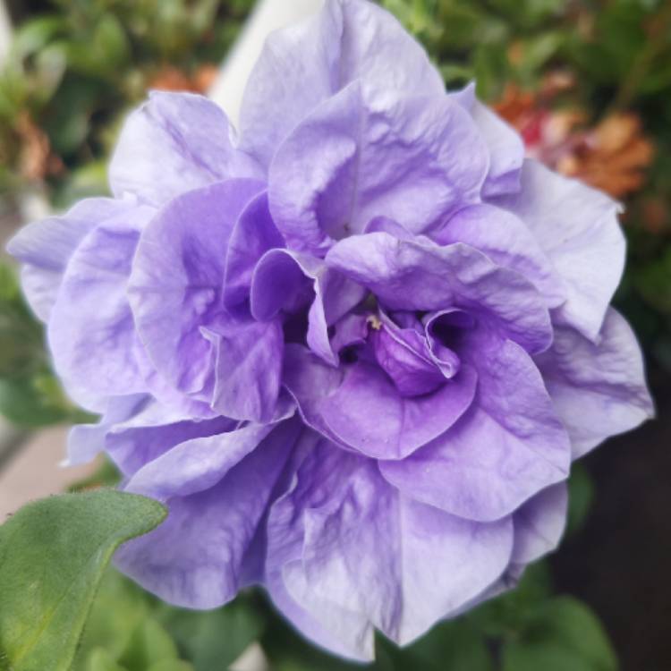 Plant image Petunia Tumbelina 'Belinda'
