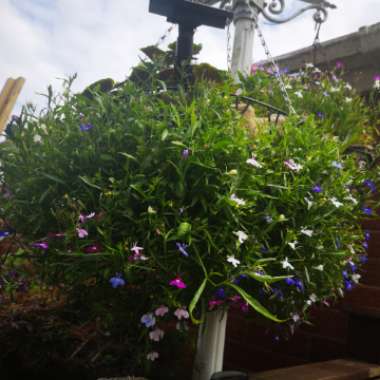 Lobelia erinus