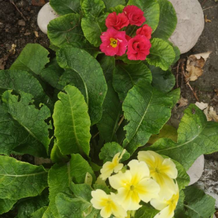 plant image 1117146 plant image 1117146