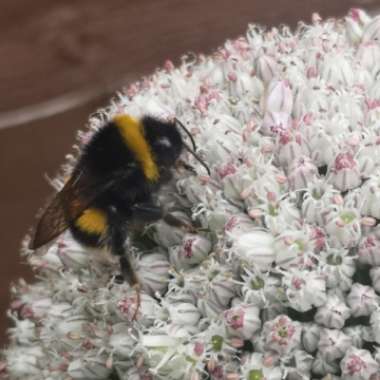 Allium