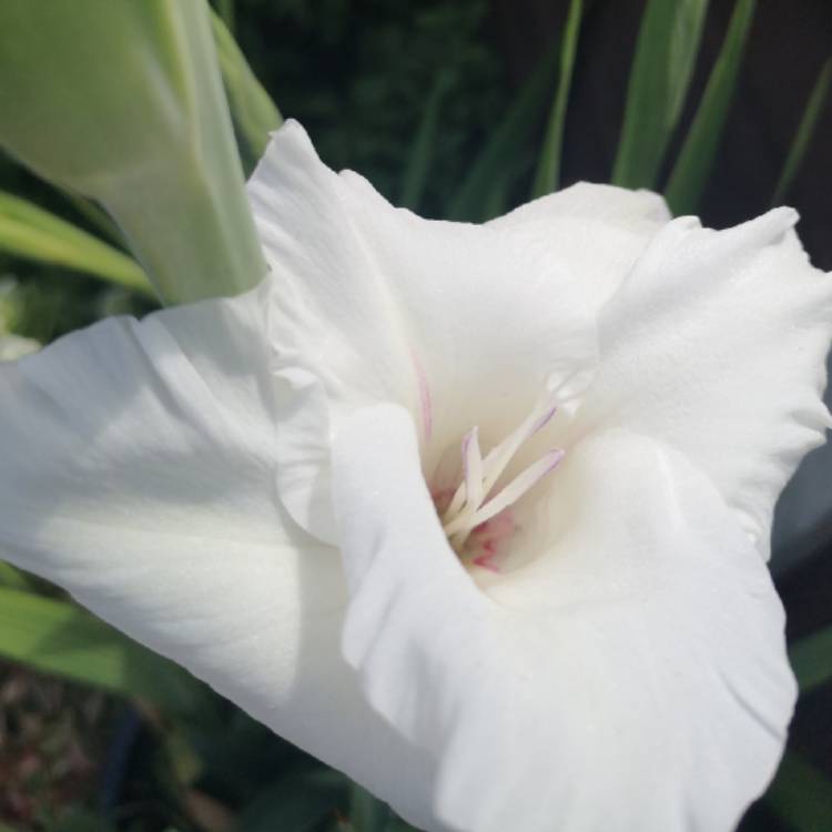 Plant image Gladiolus 'White Prosperity'
