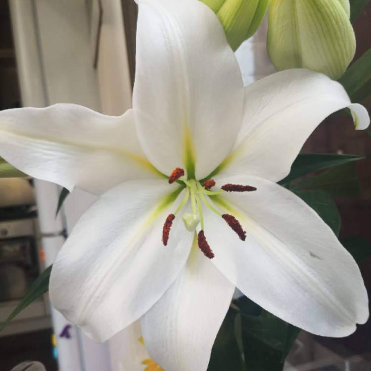 Plant image Lilium 'Gizmo'