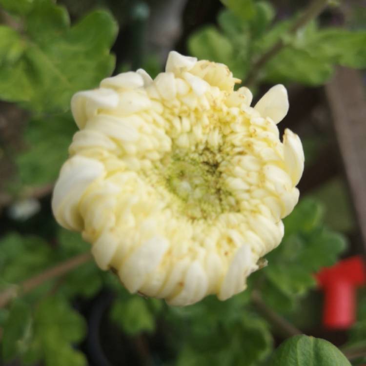 plant image 1154011 plant image 1154011