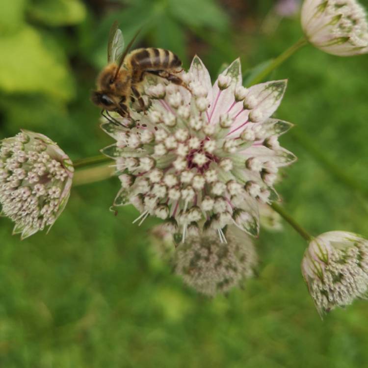 Plant image Astrantia major 'Venice'