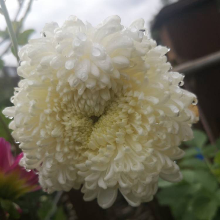plant image 1173644 plant image 1173644