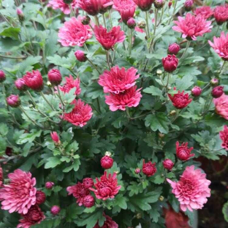 plant image 1181095 plant image 1181095