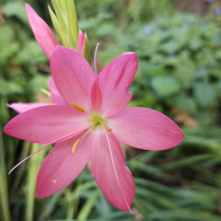 plant image 1185526