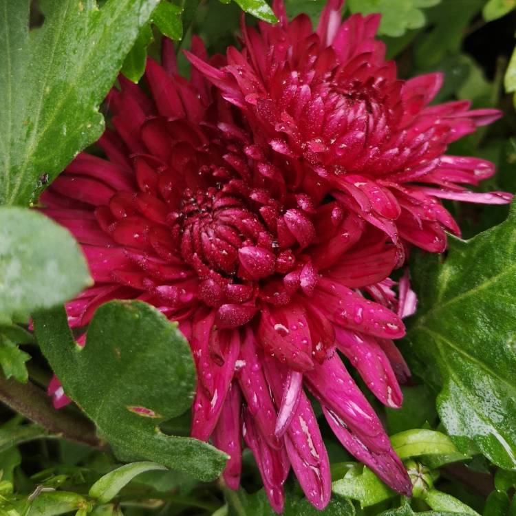 plant image 1198111 plant image 1198111