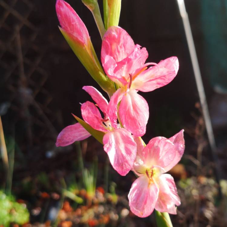 plant image 1227160