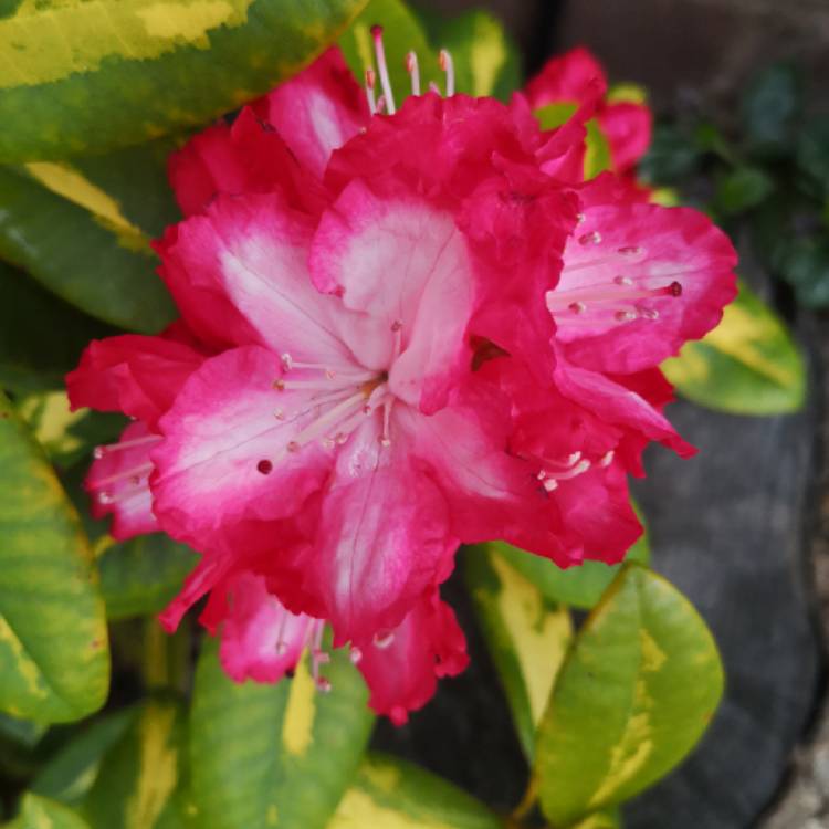 plant image 1247869 plant image 1247869