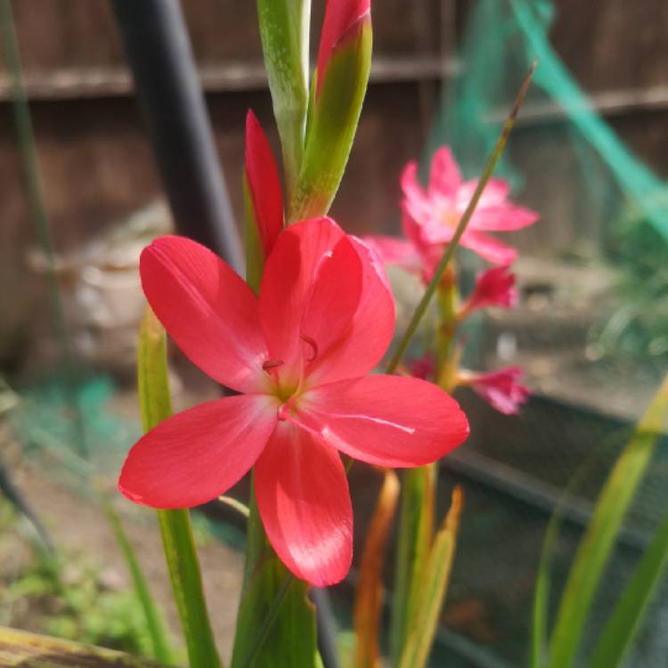 plant image 1267112