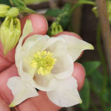 Aquilegia
