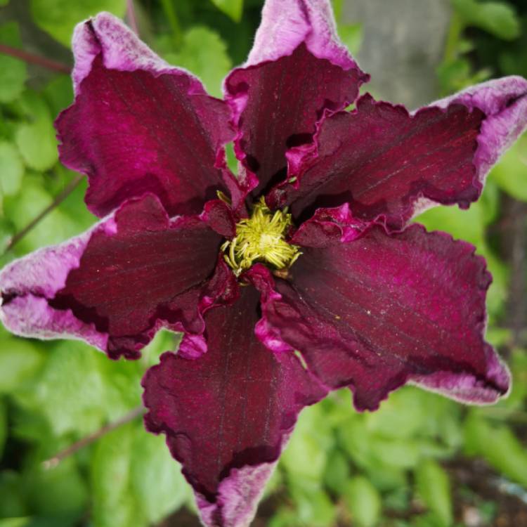 plant image 1297761 plant image 1297761