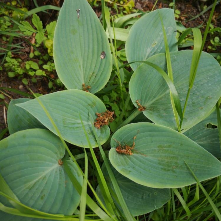 plant image 1297905 plant image 1297905