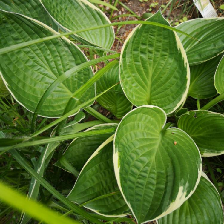 plant image 1297906 plant image 1297906