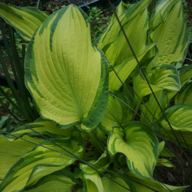 plant image 1297907 plant image 1297907
