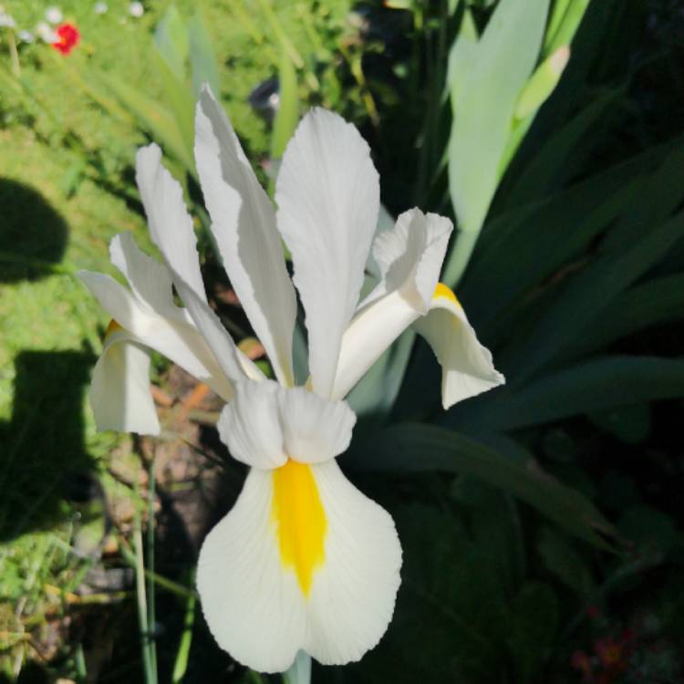 plant image 1305328
