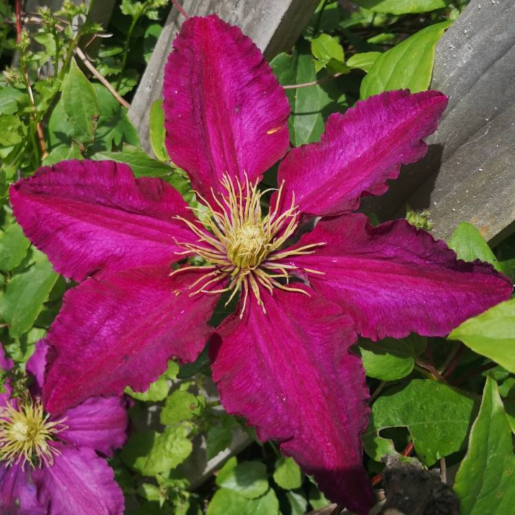 plant image 1306624