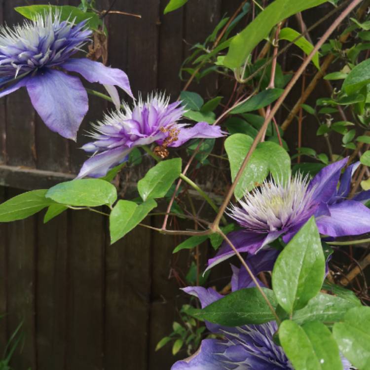 plant image 1306632 plant image 1306632