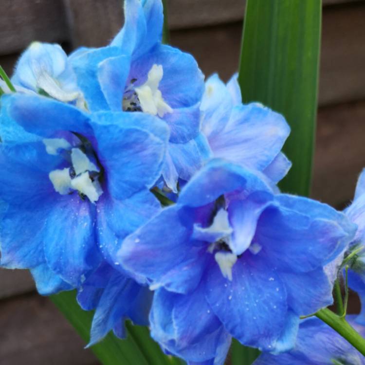 plant image 1345397