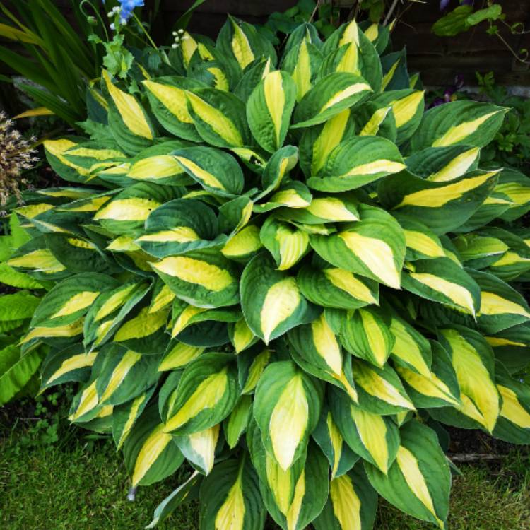 plant image 1345399 plant image 1345399