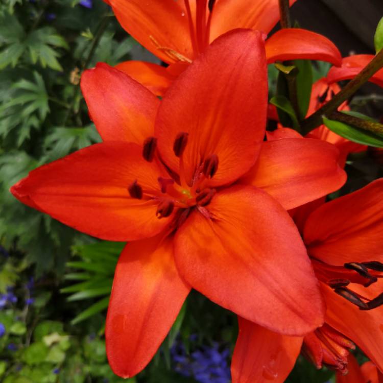 plant image 1349673