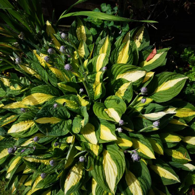 plant image 1353591 plant image 1353591