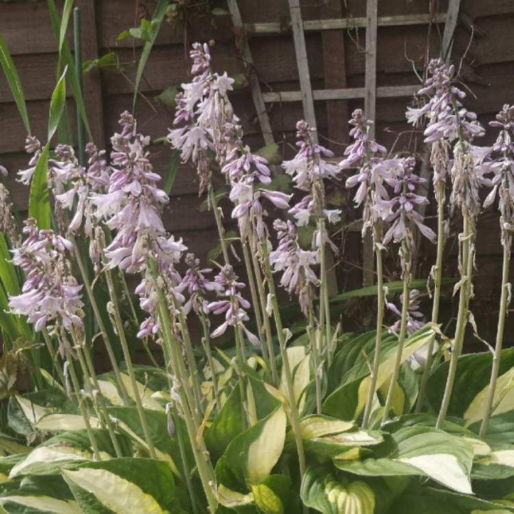 plant image 1369652 plant image 1369652